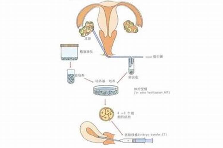 女狗男猪婚姻相配吗