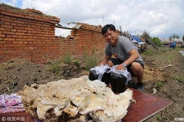 太岁什么地方能挖到