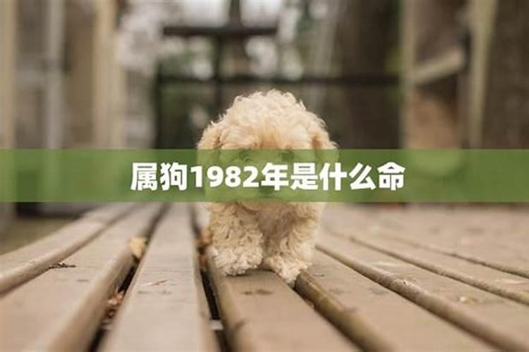 1982年出生的命运如何