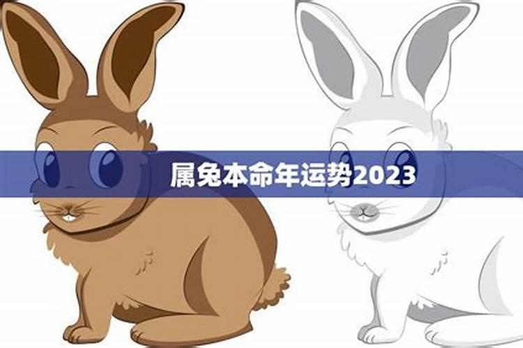 2023年兔本命年运势