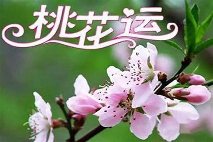 八字盘哪里看桃花旺