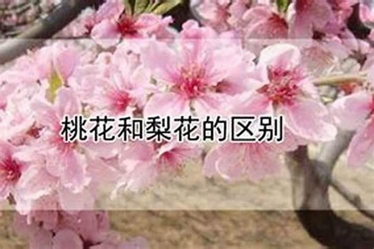 生辰八字免费测算桃花