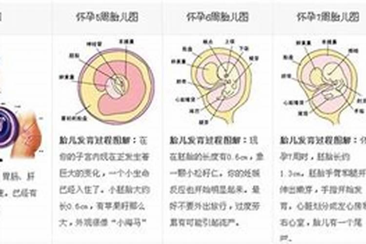 佛经描述胎儿发育的过程