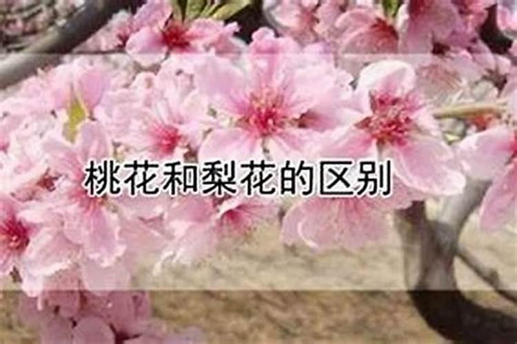 为什么八字没有桃花运却能谈恋爱