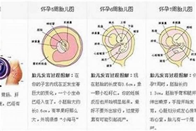 怀孕期间总是担心胎停