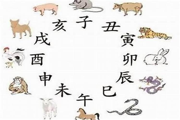 八字的冲合指什么生肖