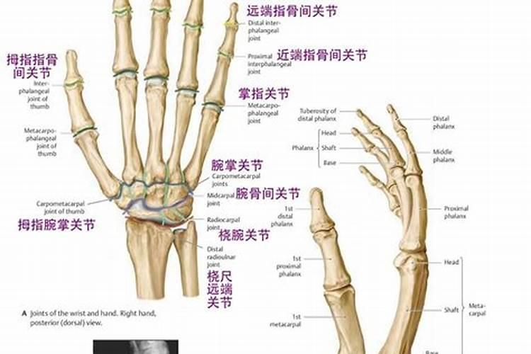 指关节如何数属相合婚