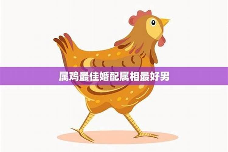 鸡与牛属相婚配可以吗