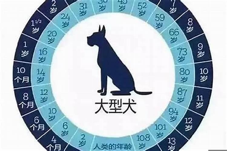 属狗的是什么年