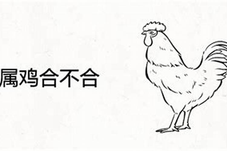 属鸡的和属牛的八字合吗