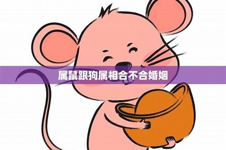 生肖猴跟鼠合不合