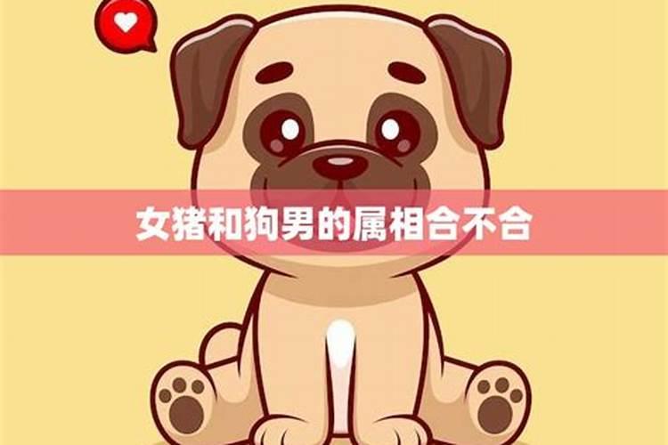 女猪和什么属相不合