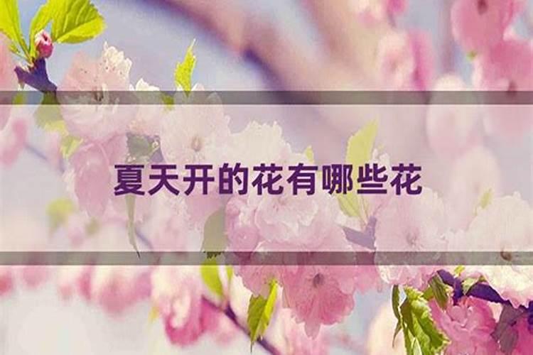 算命花是什么意思