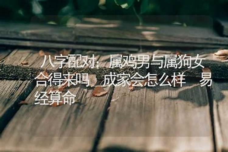 鸡狗八字有合的吗