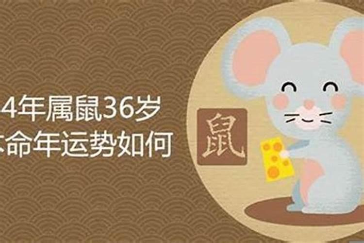 鼠本命年的大忌36岁是什么